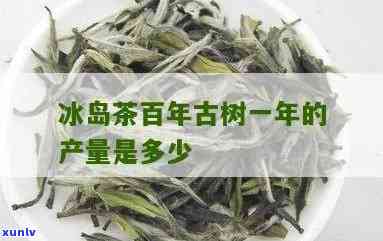 冰岛古树茶每亩产量-冰岛古树茶每亩产量多少