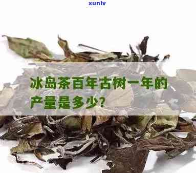 冰岛古树茶每亩产量-冰岛古树茶每亩产量多少