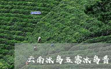 冰岛五寨春茶和秋茶-冰岛五寨春茶和秋茶哪个好