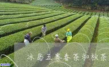 冰岛五寨春茶和秋茶-冰岛五寨春茶和秋茶哪个好