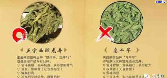 如何别茶叶，茶叶鉴别指南：教你如何辨别真假茶叶