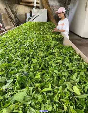 冰岛古树精致茶厂，探索冰岛古树精致茶厂：传统与现代的完美结合