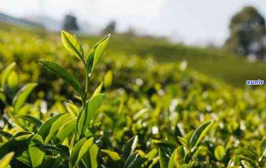 什么茶叶是的，探秘茶叶：品味世界的茶香之旅