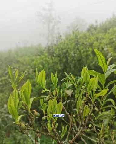 二十年的茶叶：能喝吗？值多少钱？价格如何？未变质是否安全？生长了多少树？