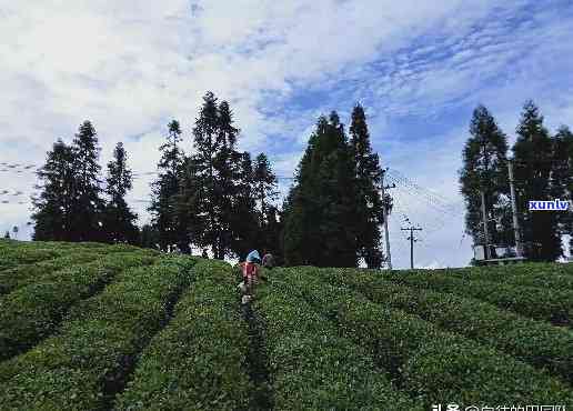 雅安顶山茶场，探访中国最美的茶场：雅安顶山茶场