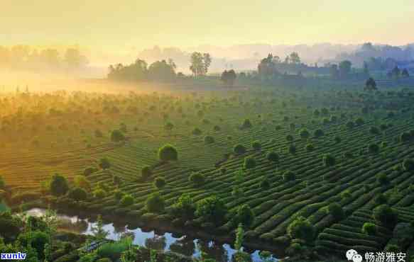 雅安顶山茶场，探访中国最美的茶场：雅安顶山茶场