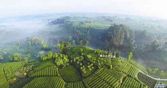 雅安顶山茶场，探访中国最美的茶场：雅安顶山茶场