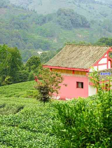 雅安顶山茶场，探访中国最美的茶场：雅安顶山茶场