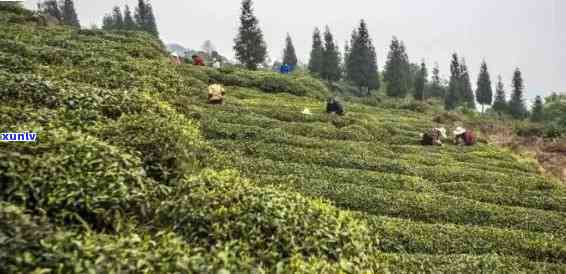 雅安顶山茶场，探访中国最美的茶场：雅安顶山茶场