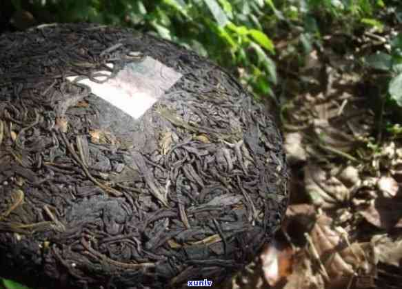 千年茶王树冰岛临沧-千年茶王树冰岛临沧有卖吗