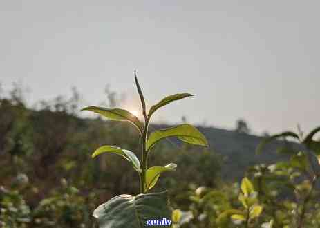 勐库冰岛古树精制茶厂，探寻古老韵味：探访勐库冰岛古树精制茶厂