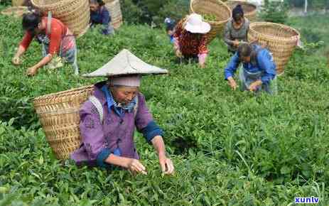 阐述茶叶的保健功效-阐述茶叶的保健功效与作用