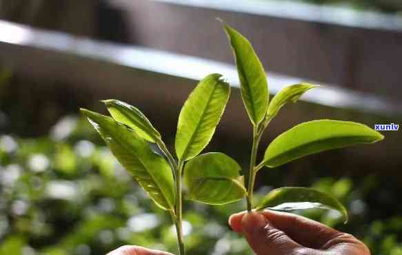 一朵一朵的茶叶，绽放的春天：一朵朵茶叶的故事