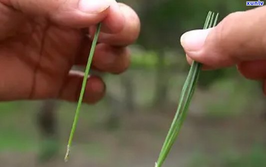 一根一根很长的茶叶-一根一根很长的茶叶像草一样