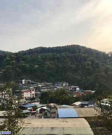 岩佤勐库冰岛古树茶-云南临沧勐库冰岛古树茶