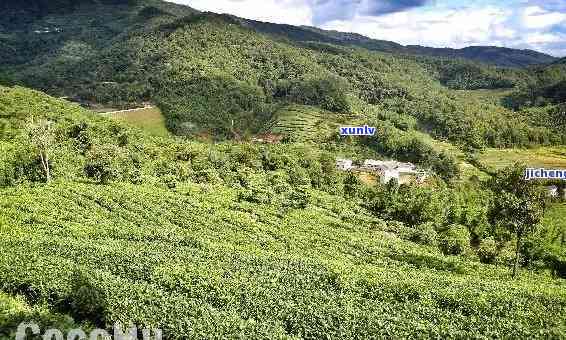 景东无量山普洱茶，探索云南景东无量山的普洱茶文化之旅