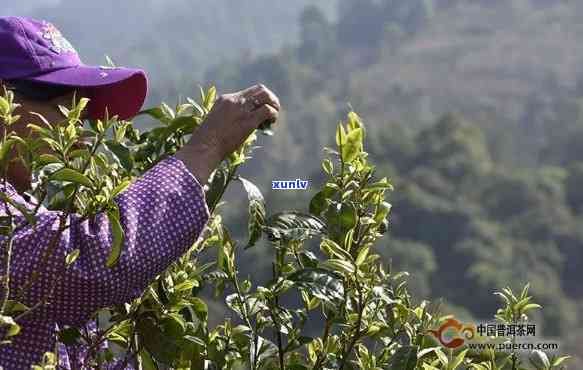 景东无量山茶叶特点-景东无量山普洱茶