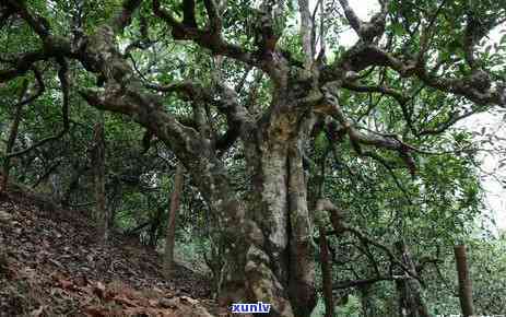 勐库冰岛南迫古树茶-冰岛南迫古树茶价格