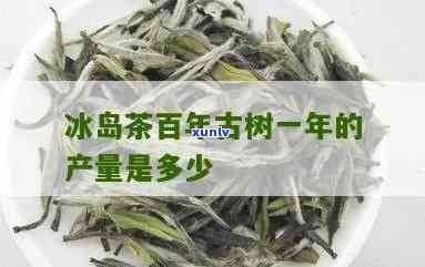 冰岛古树茶每年产量-冰岛古树茶每年产量多少