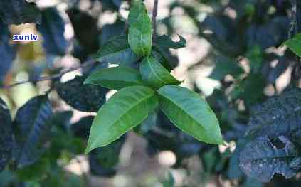 勐库冰岛茶厂，探访云南勐库冰岛茶厂，感受古老茶文化的魅力