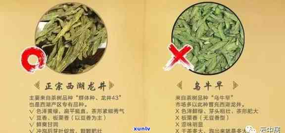 买茶叶在哪里买到正品？州产的、 *** 的茶叶如何辨别真伪？