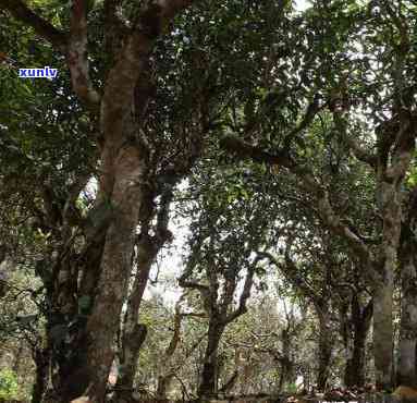 冰岛五寨茶区77号楼，【热销】冰岛五寨茶区 77 号楼 春茶 红茶 普洱茶 大叶种古树纯料 散装茶叶 100g