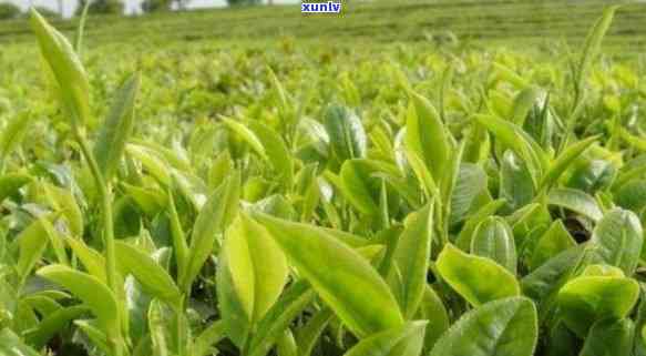 种茶叶需要什么条件呢，探讨种植茶叶的必备条件