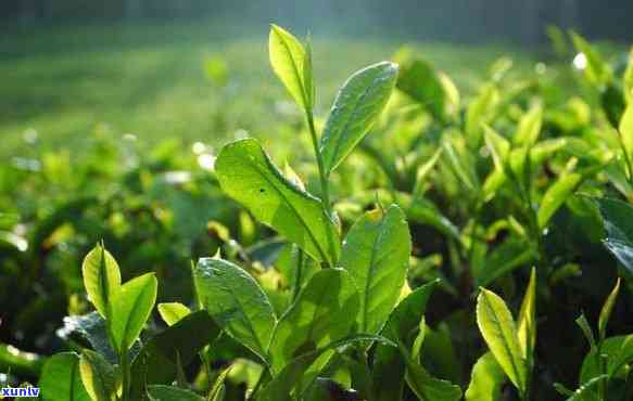 种茶叶需要什么条件呢，探讨种植茶叶的必备条件