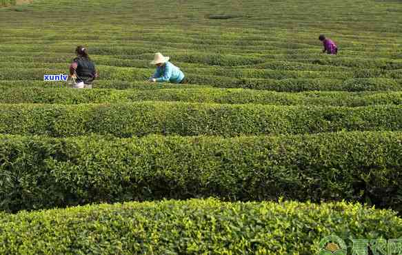 种茶叶需要什么条件呢，探讨种植茶叶的必备条件