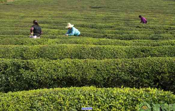 种植茶叶需要的条件：全面解析所需自然环境与要求