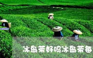 冰岛茶每一泡的口感-冰岛茶每一泡的口感一样吗