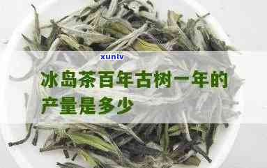 冰岛古树茶的年产量-冰岛古树茶的年产量是多少