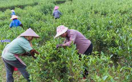 长茶叶的树是什么树？品种、图片及特点全揭秘