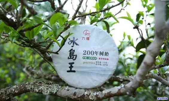 临沧冰岛五寨古树茶-临沧冰岛五寨特点