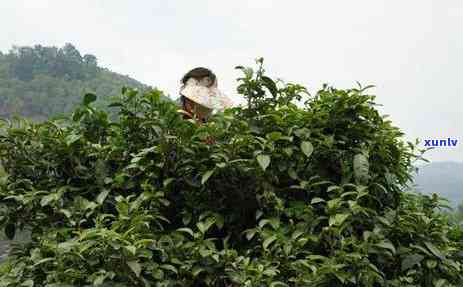 如何泡好一壶冰岛茶水，冰岛茶水冲泡指南：轻松泡出美味茶香