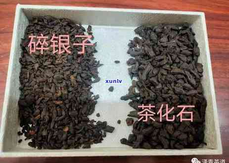 茶化石好还是茶叶好-茶化石好还是茶叶好呢