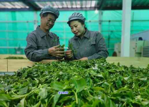 云南蕊兰馨茶业，探索云南优质茶叶：深入了解蕊兰馨茶业