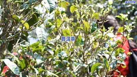 冰岛五寨茶是哪五寨？详解其特点与古树茶图片