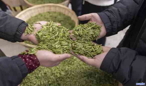 二十年陈年普洱茶的健奇效及其价值探究