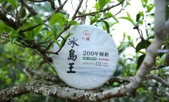 冰岛五寨拼配茶特色-冰岛五寨茶的区别