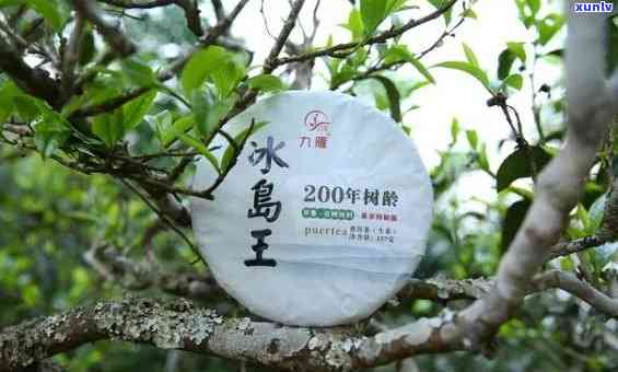 冰岛五寨拼配茶特色-冰岛五寨茶的区别