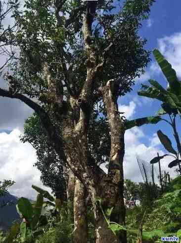 冰岛五寨大树茶多吗-冰岛五寨大树茶多吗现在