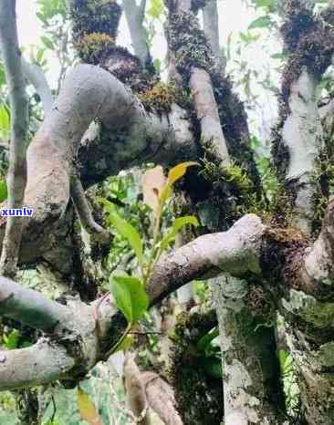 云南冰岛坝歪茶的介绍，探索云南冰岛坝歪茶的魅力：一种独特的茶叶品种