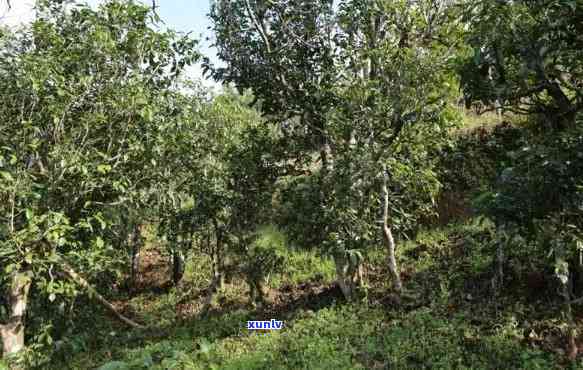 冰岛坝歪古树茶特点，探索冰岛坝歪古树茶的独特魅力与特性