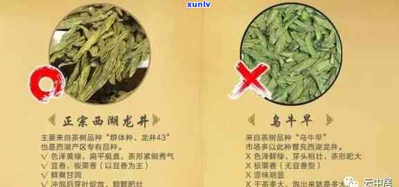 茶叶好坏如何区分？图文/视频教程全解析！