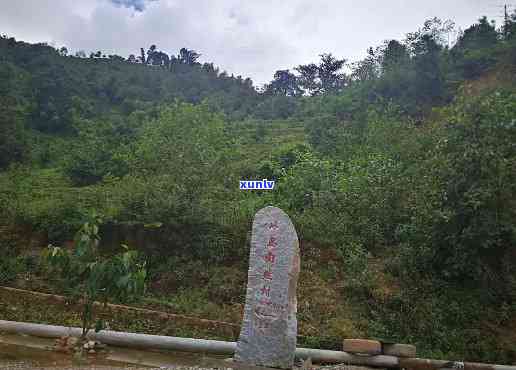 冰岛茶区五个自然村-冰岛茶区五个自然村是哪五个