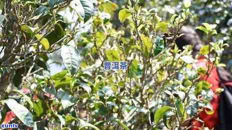 冰岛玉叶5寨古树茶-冰岛玉叶是什么茶