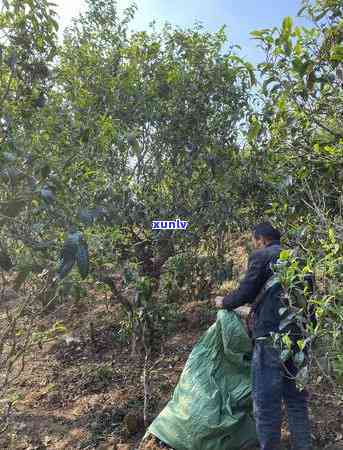 冰岛古树茶哪产的好-冰岛古树茶哪产的好喝