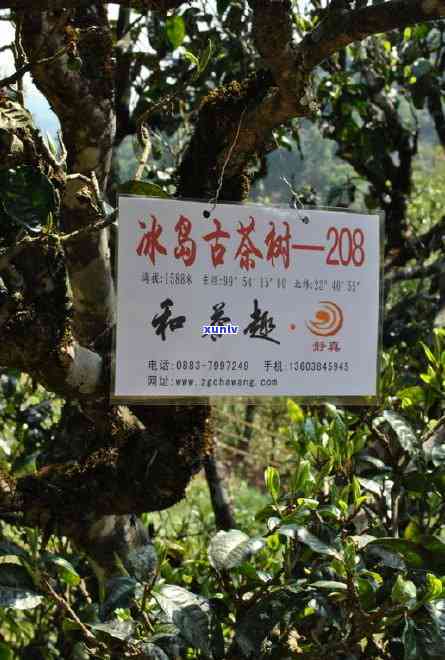 冰岛坝歪古树纯料茶-冰岛坝歪古树茶的特点