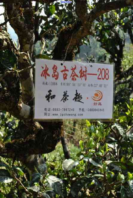 冰岛坝歪古树纯料茶-冰岛坝歪古树茶的特点